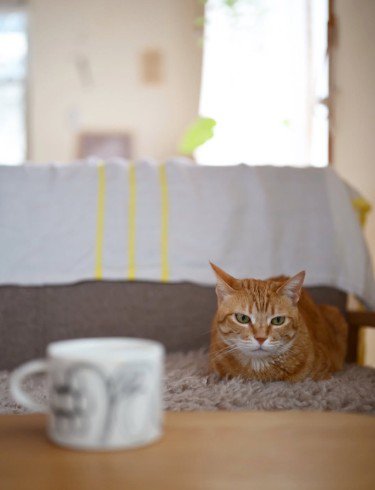 ソファに座っている猫