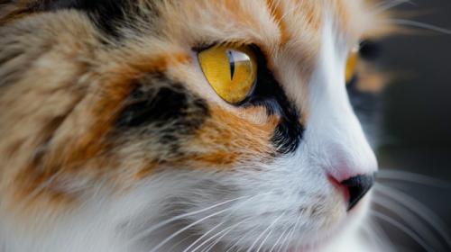 そっぽを向く猫