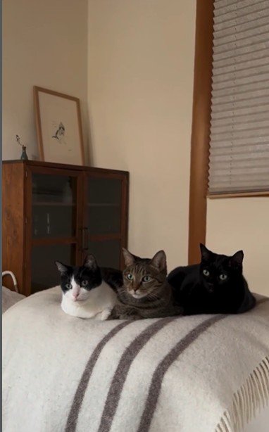 香箱座りをしている3匹の猫