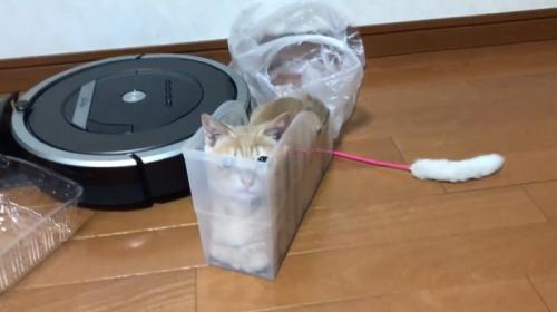 おさまるひのきちゃん