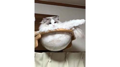 くつろいでいた猫たち