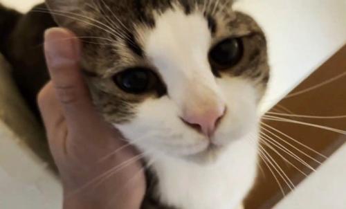 階段の高い場所に登った猫