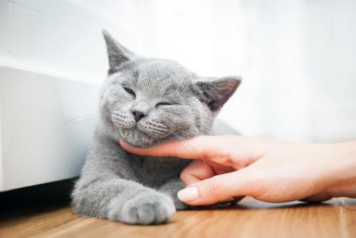 人の指に顎を乗せる猫