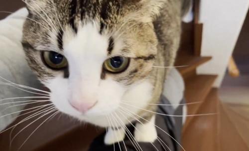 膝の上に乗る猫