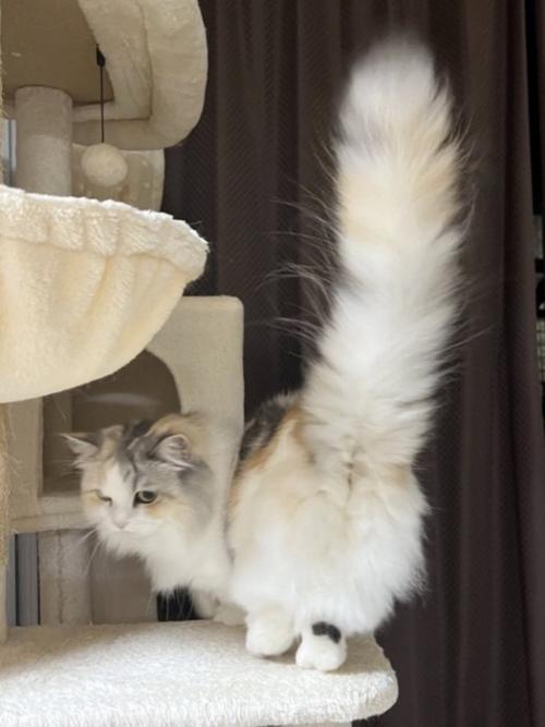 しっぽをピンと上げて振り向く猫
