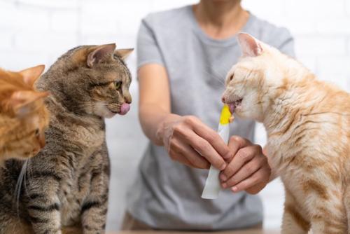 おやつをもらう猫たち