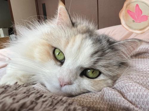 猫の顔のアップ