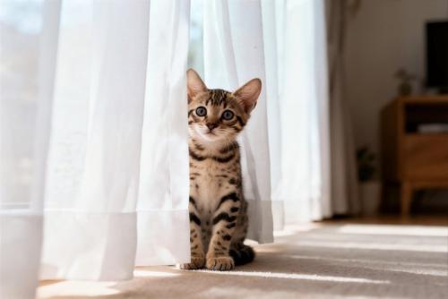猫とカーテン