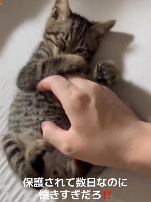 お腹を触られる子猫