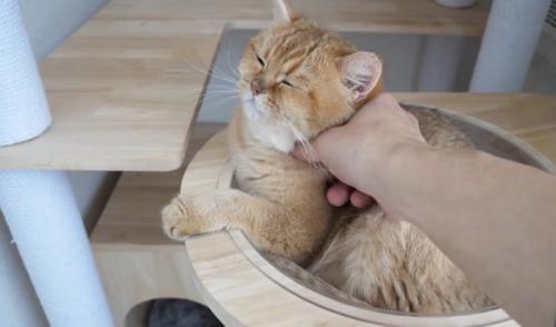 キャットタワーの猫