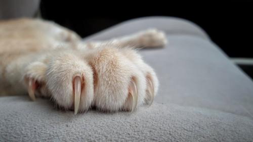 爪を出している猫の前足のアップ