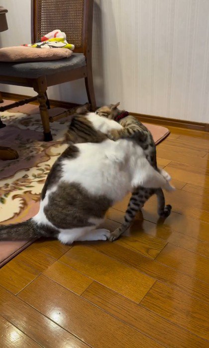 プロレスをしている2匹の猫