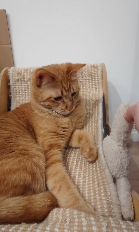 ぬいぐるみを見つめる猫