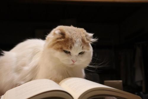 本を読んでいる猫