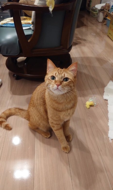 カメラ目線の猫
