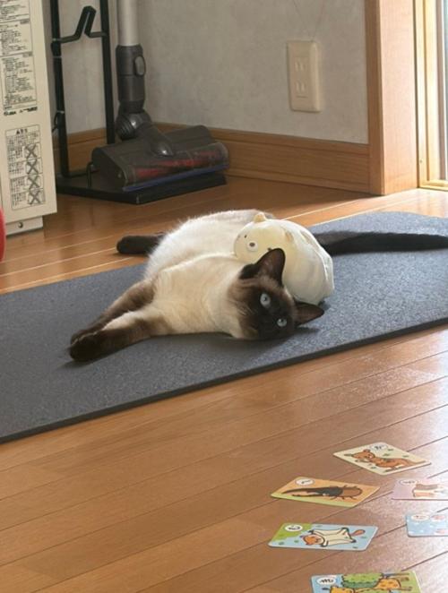 寝そべる猫