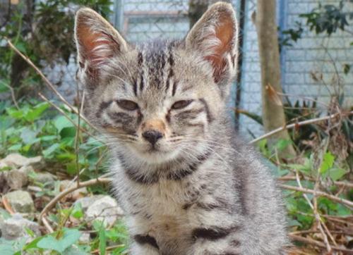 鋭い子猫の表情