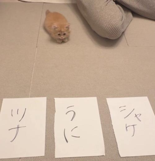 3枚の紙と猫