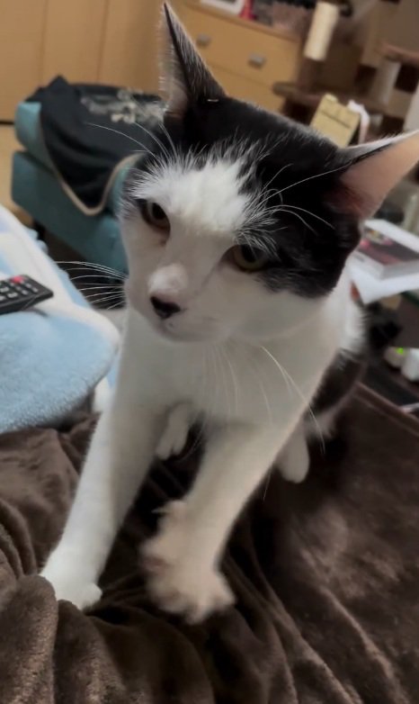 ふみふみする猫