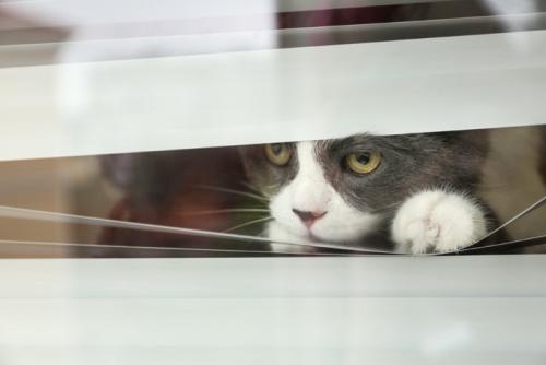 刑事ドラマのように外を見る猫