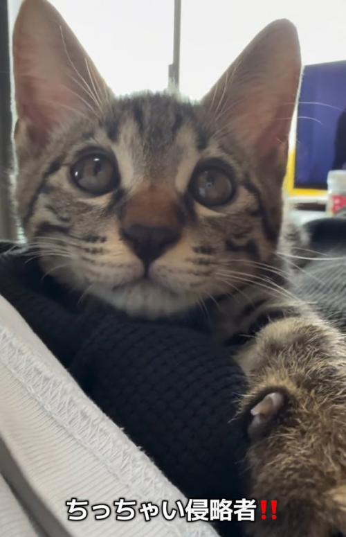 キジトラの子猫の顔
