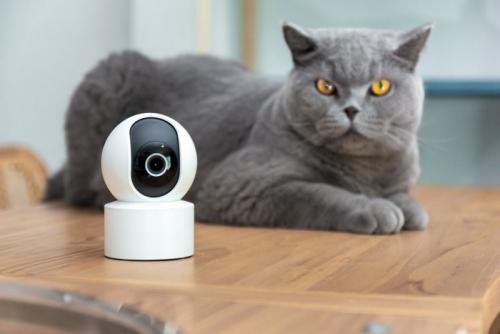 猫とペットカメラ