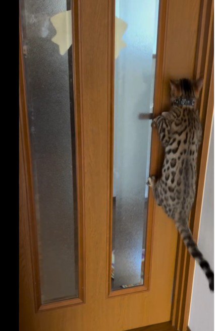 扉に掴まっている猫