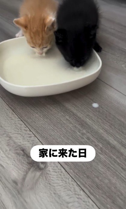 並んでミルクを飲んでいる子猫