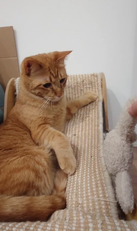 警戒する猫