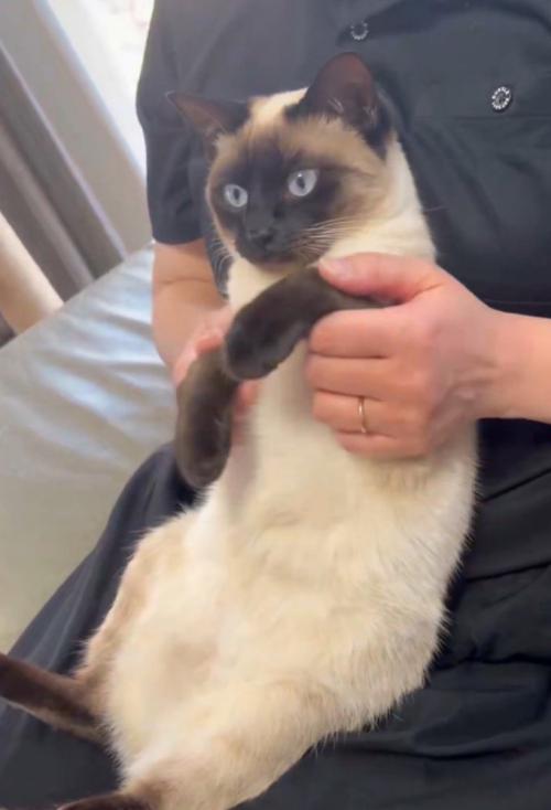 膝の上にいる猫(左手をあげている)
