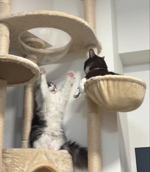威嚇する猫と見つめる猫6