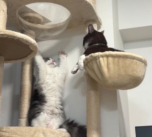 威嚇する猫と見つめる猫5