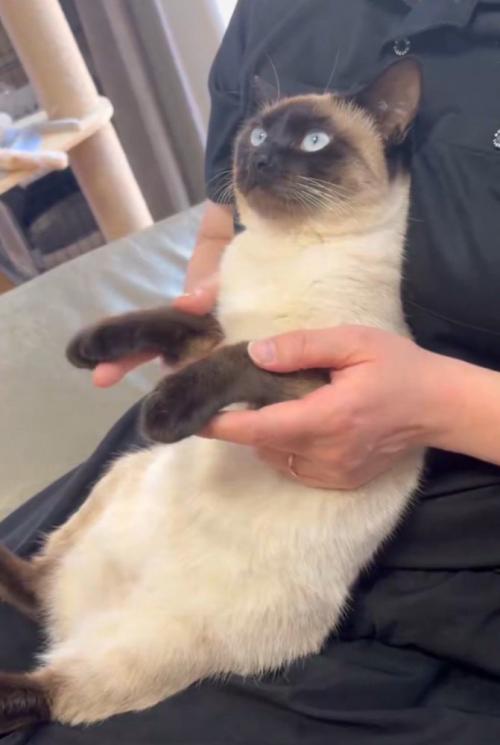 見上げる猫2