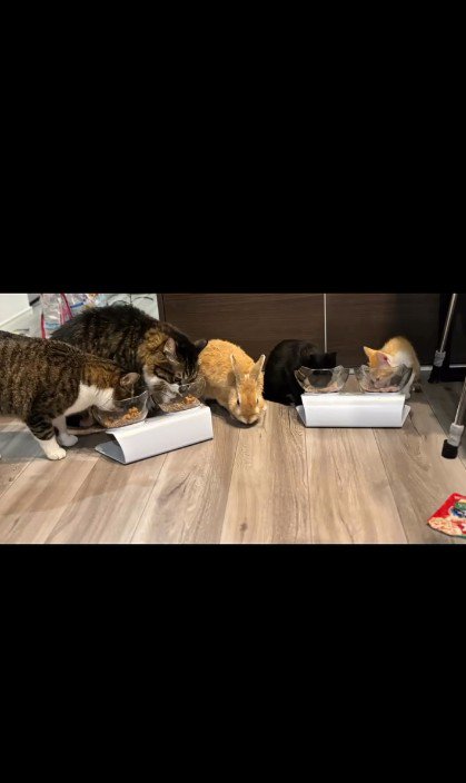 ごはんをたべている4匹の猫とうさぎ
