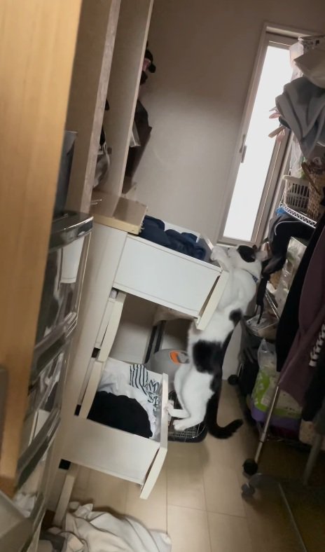 ぶら下がる猫