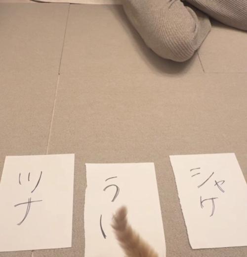 3枚の紙と猫