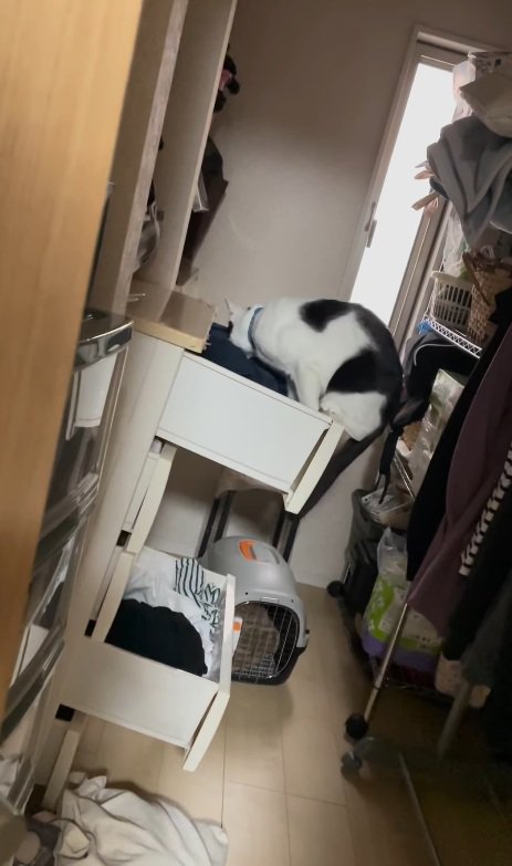 上に登る猫