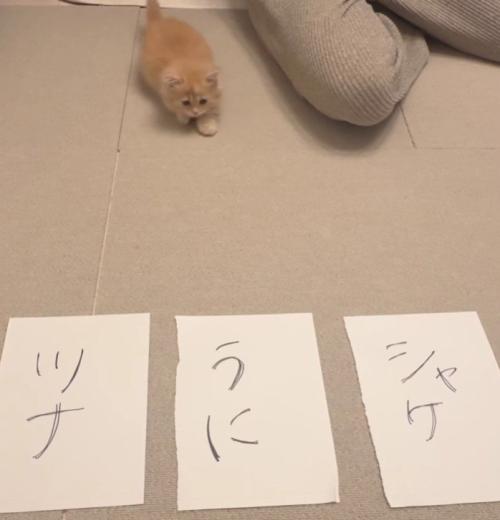 3枚の紙と猫