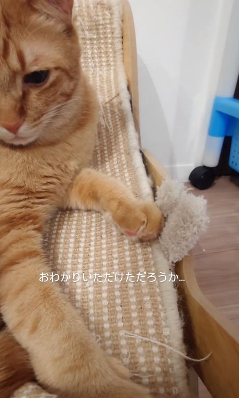 ぬいぐるみに触れる猫