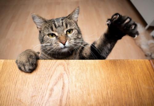 爪を出しながら前足を伸ばしている猫