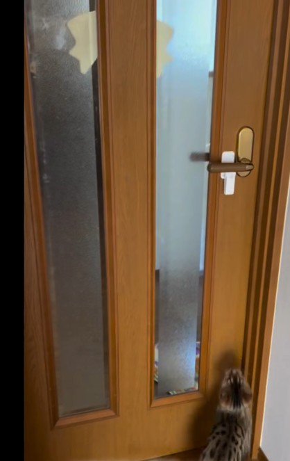 扉を開けようとしている猫