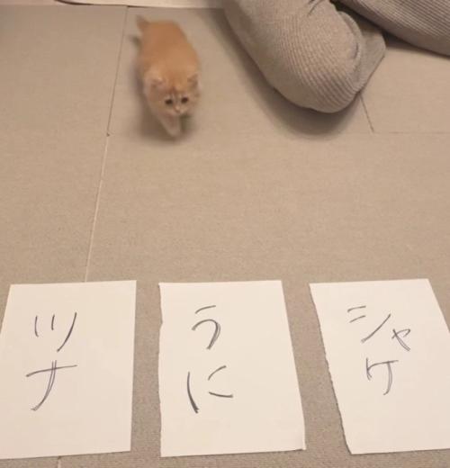 3枚の紙と猫