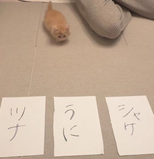 3枚の紙と猫