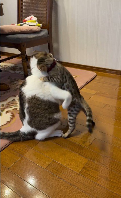 プロレスをしている2匹の猫