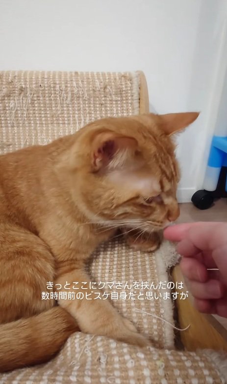 指を舐める猫