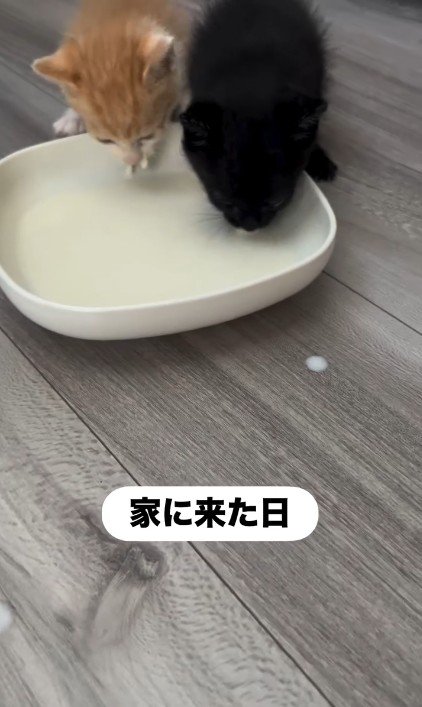 並んでミルクを飲んでいる子猫