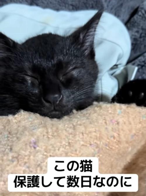 猫の寝顔