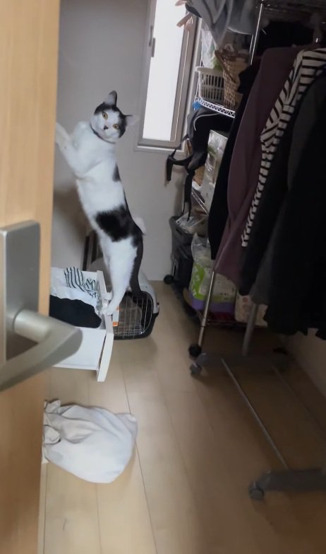 立つ猫
