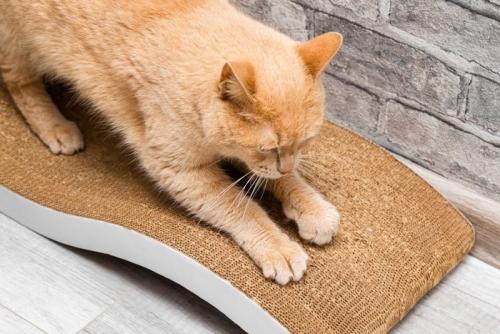 爪とぎ器で爪をとぐ猫