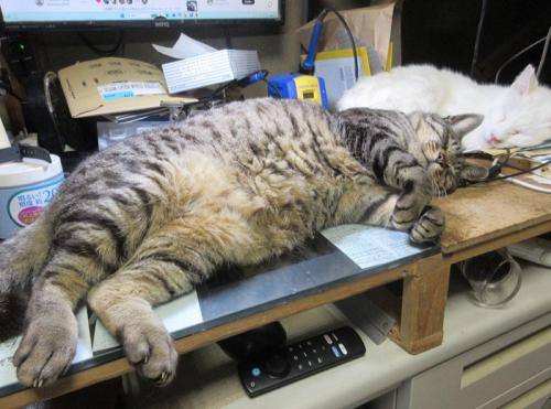 キーボードの上に寝そべる猫